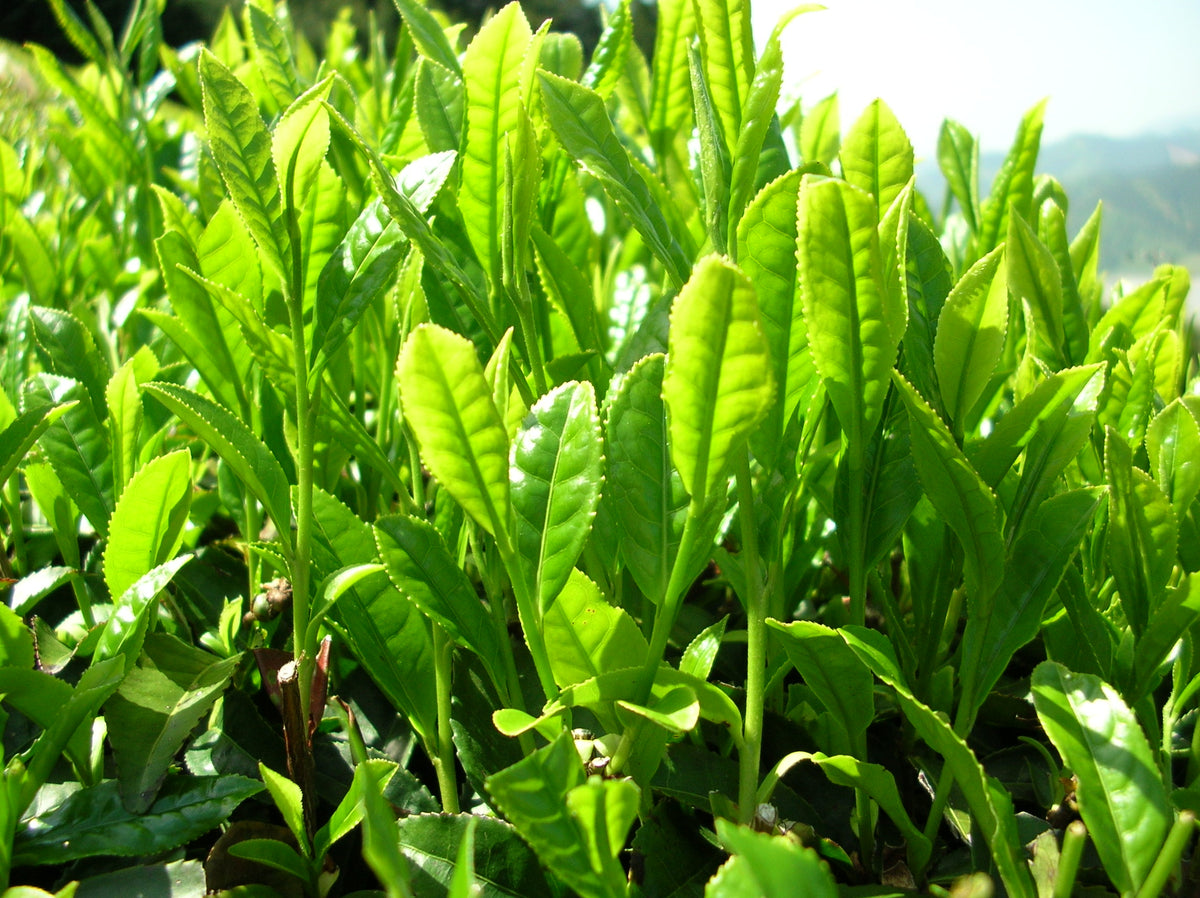 Close-up van verse groene theebladeren, de natuurlijke bron van L-theanine