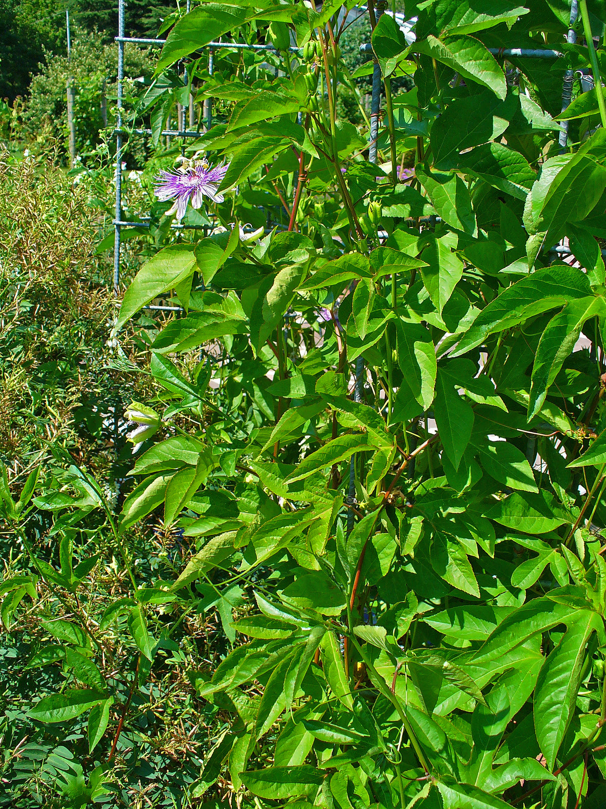 Foto van een bloeiende passiebloem, Passiflora incarnata